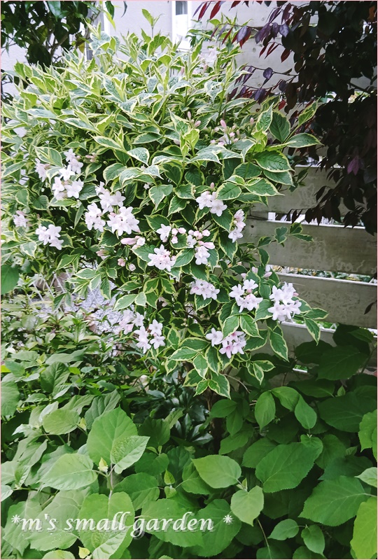 ダリアの植え付け＆育て方のコツ♡庭の様子 - *m's small garden*