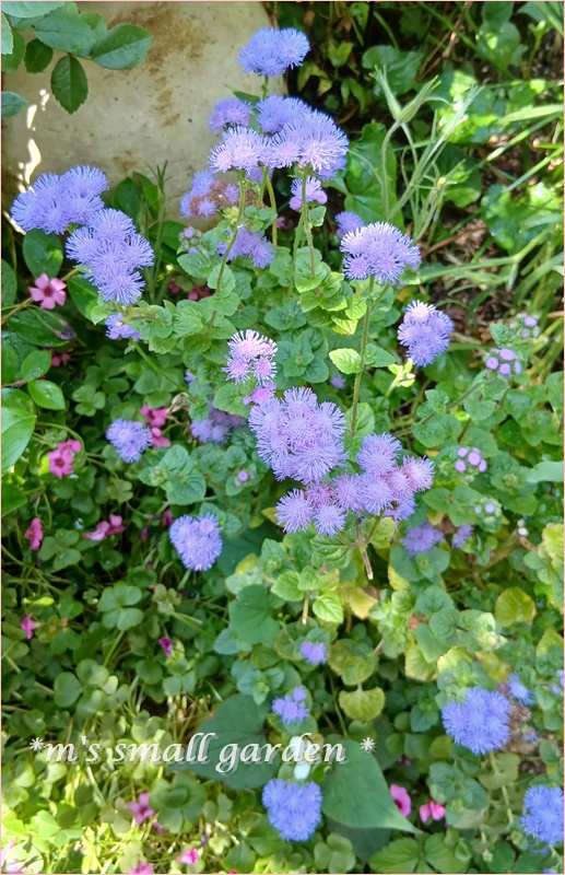 可愛い五月の草花たち♡ - *m's small garden*