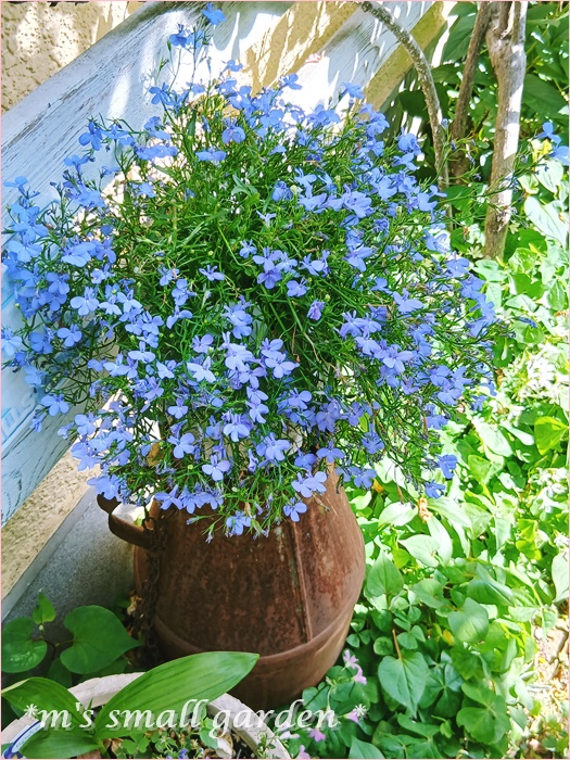 可愛い五月の草花たち♡ - *m's small garden*