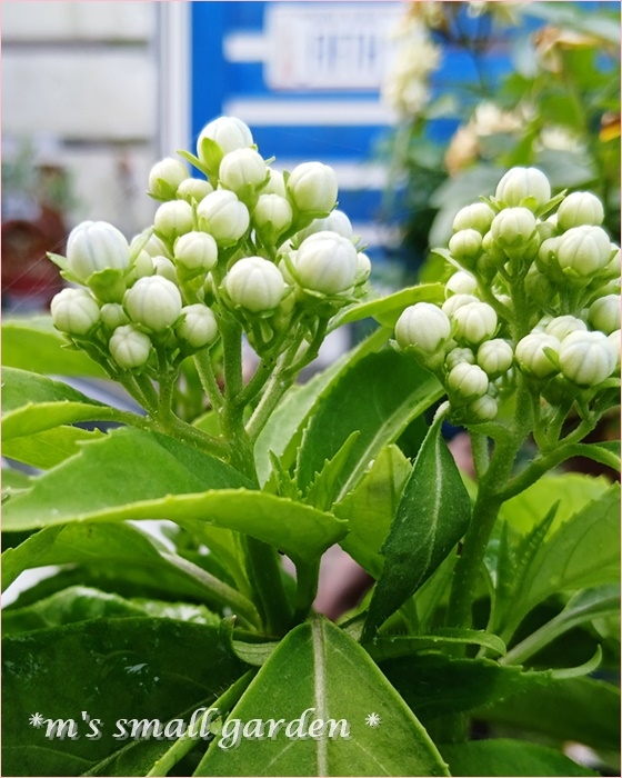 やっと咲く気になった常山アジサイ - *m's small garden*
