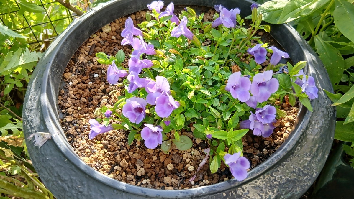 特別なコ。 - *m's small garden*
