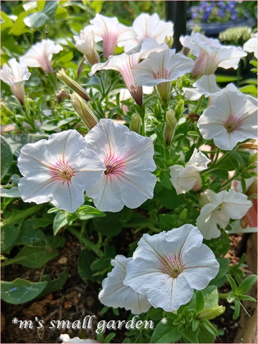 夏に激強☆40℃でもへっちゃらの花を植えよう、育てよう！ - *m's small