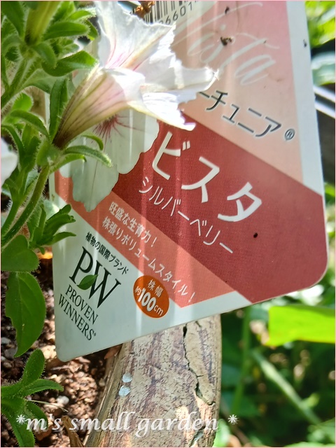 夏に激強☆40℃でもへっちゃらの花を植えよう、育てよう！ - *m's small