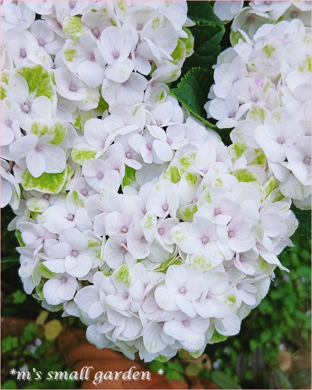 剪定不要の紫陽花❤ハイドランジア・マジカル - *m's small garden*