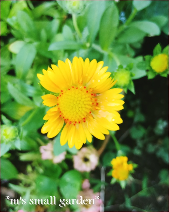 花 元気色の花たち＊ガイラルディア＊ハイビスカス - *m's small garden*
