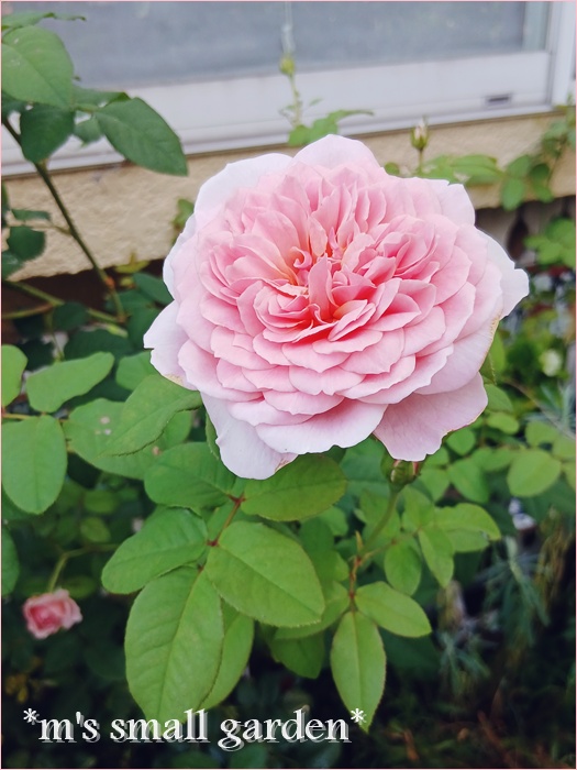 フランシスブレイズ＊ウンベラータその後＊娘 - *m's small garden*