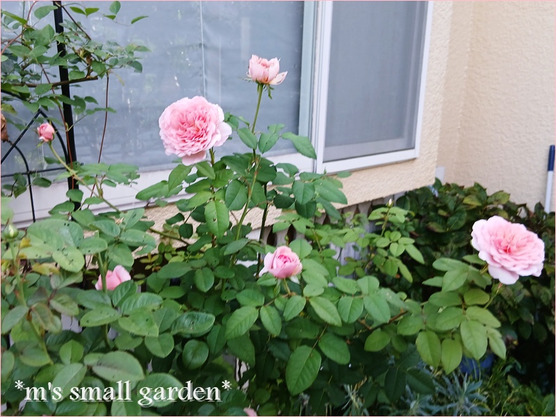 フランシスブレイズ＊ウンベラータその後＊娘 - *m's small garden*