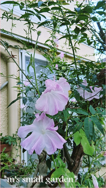フランシスブレイズ＊ウンベラータその後＊娘 - *m's small garden*