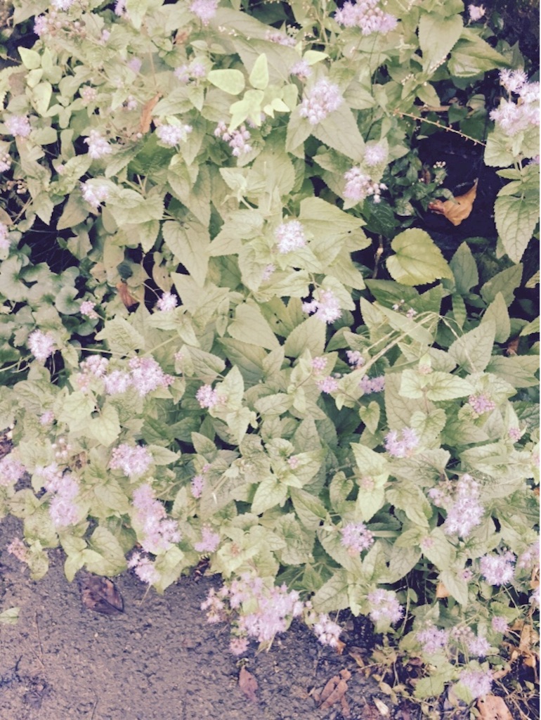 f:id:mim222:20161104095200j:image f:id:mim222:20161104095200j:image