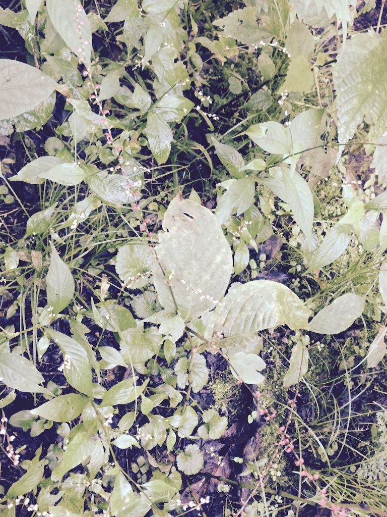 f:id:mim222:20161109113902j:image f:id:mim222:20161109113902j:image