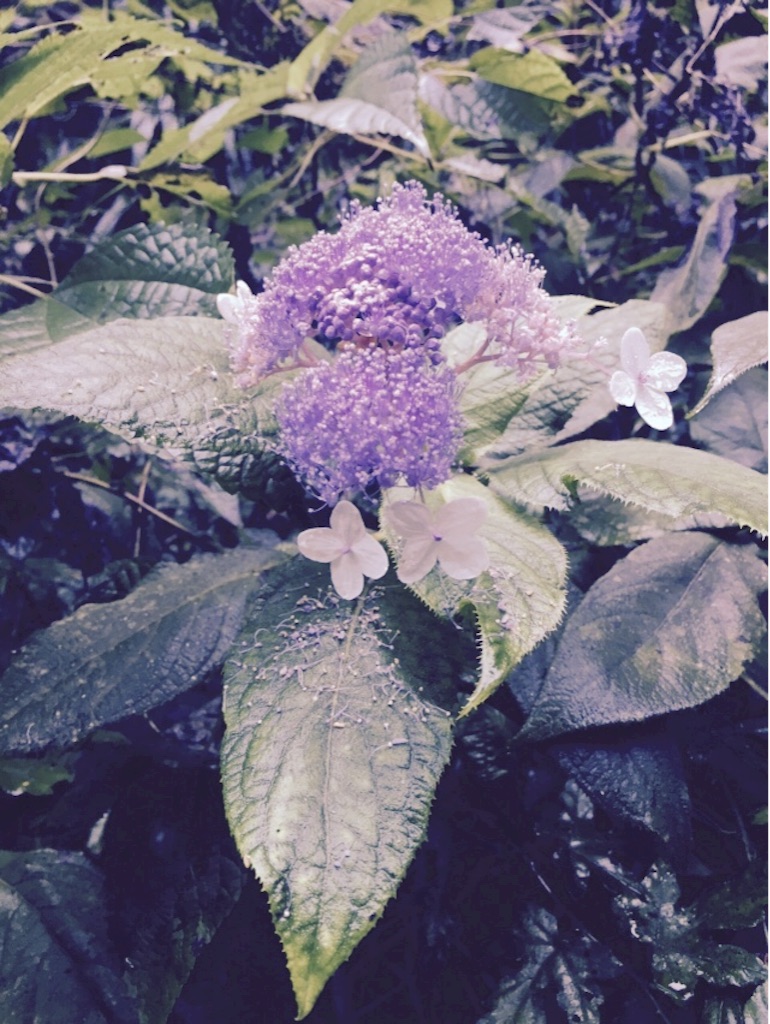 f:id:mim222:20161110095721j:image f:id:mim222:20161110095721j:image