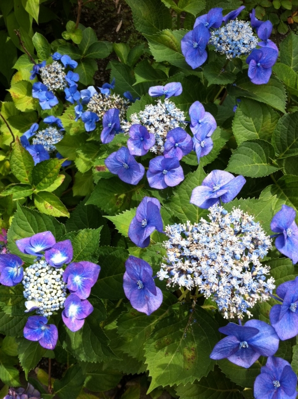 f:id:mimans:20120627092209j:image:w360 f:id:mimans:20120627092209j:image:w360