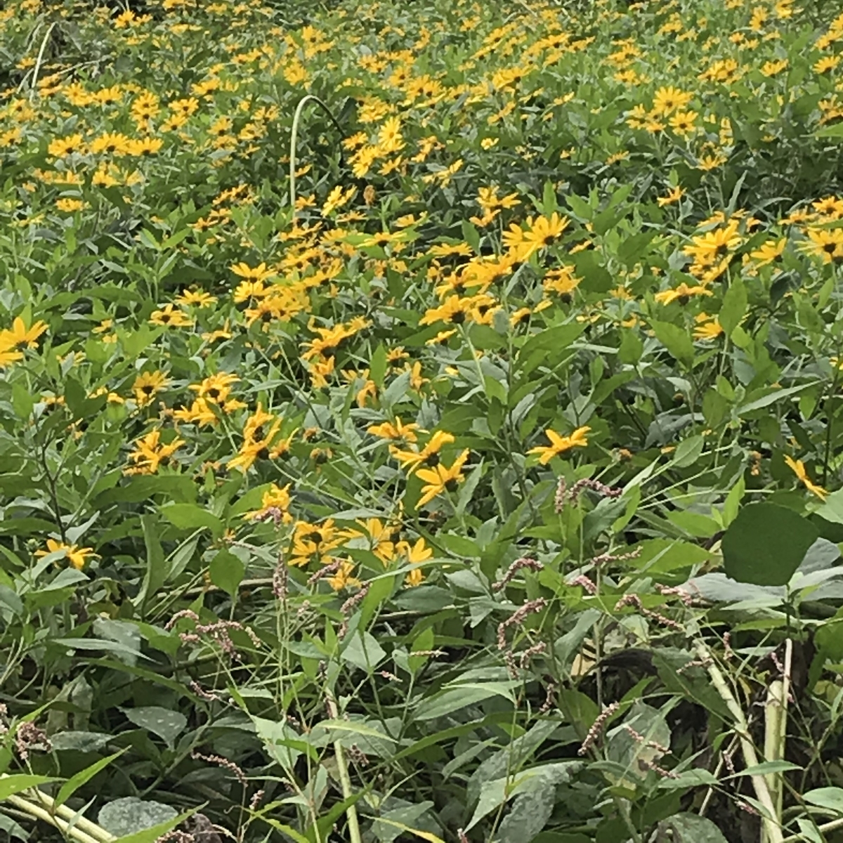f:id:mimasatoyamanouen:20190922160907j:plain