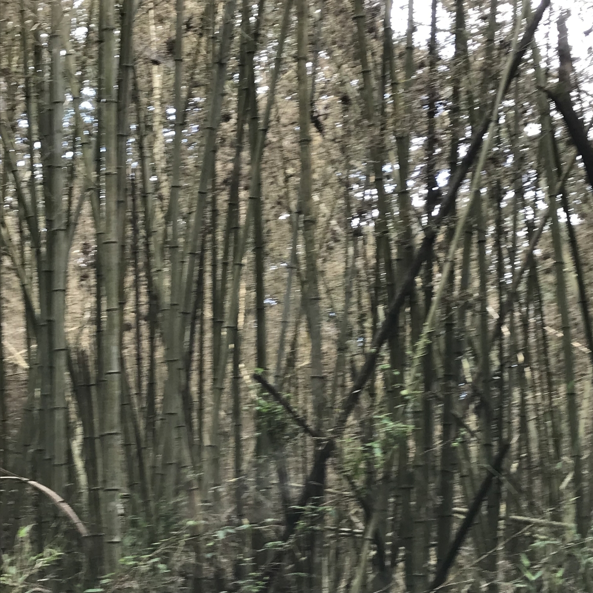 f:id:mimasatoyamanouen:20190922161320j:plain