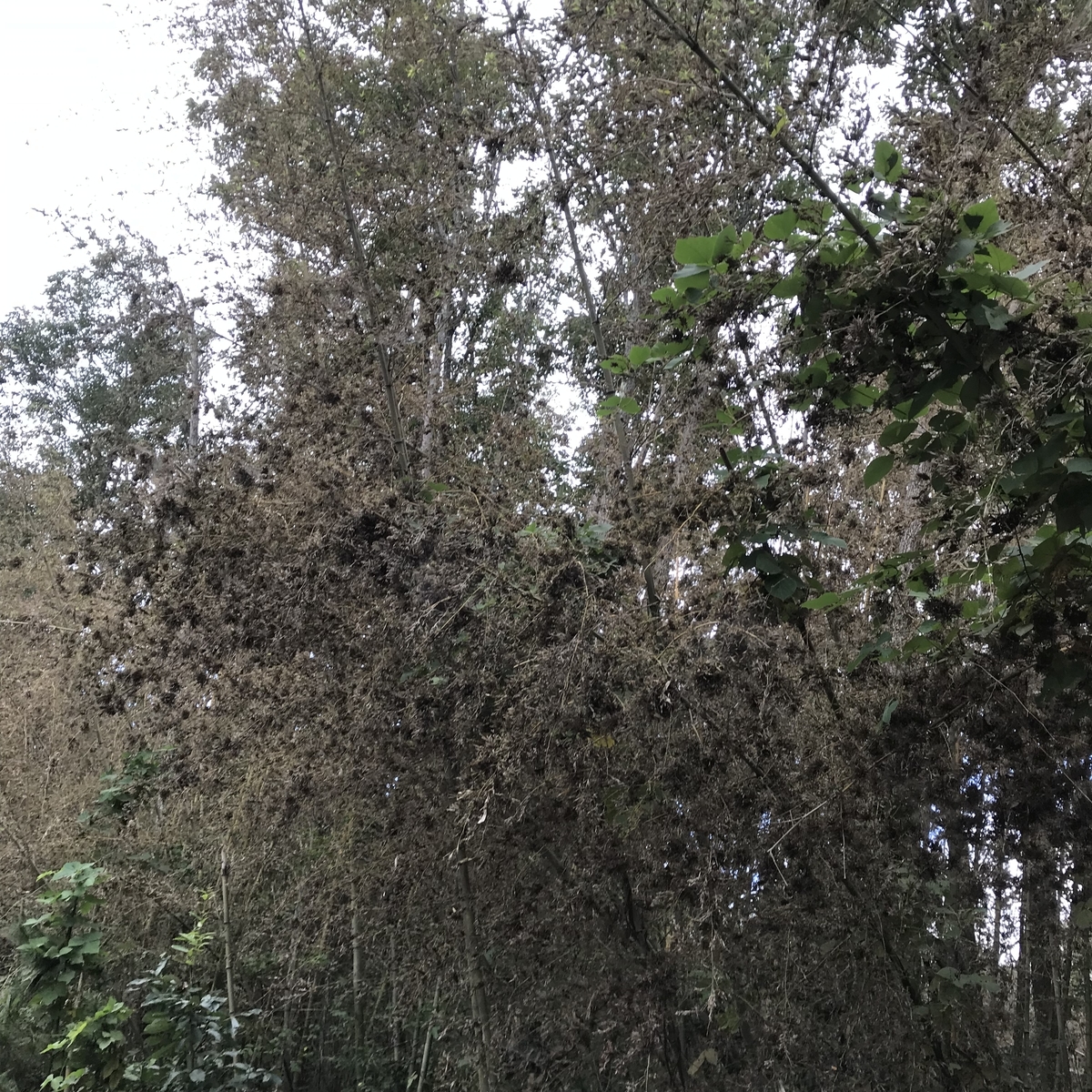 f:id:mimasatoyamanouen:20190922161410j:plain