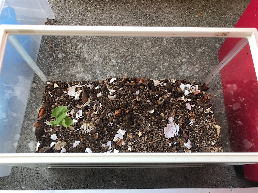 f:id:mimeca:20221110094728j:image