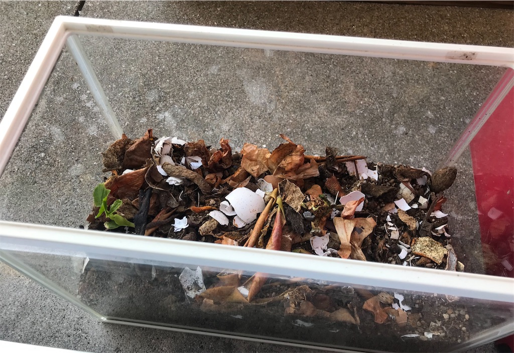 f:id:mimeca:20221110094731j:image