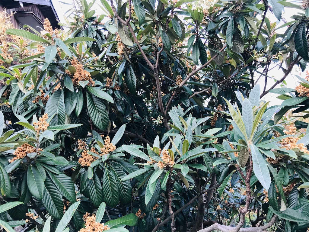 f:id:mimeca:20221128114934j:image