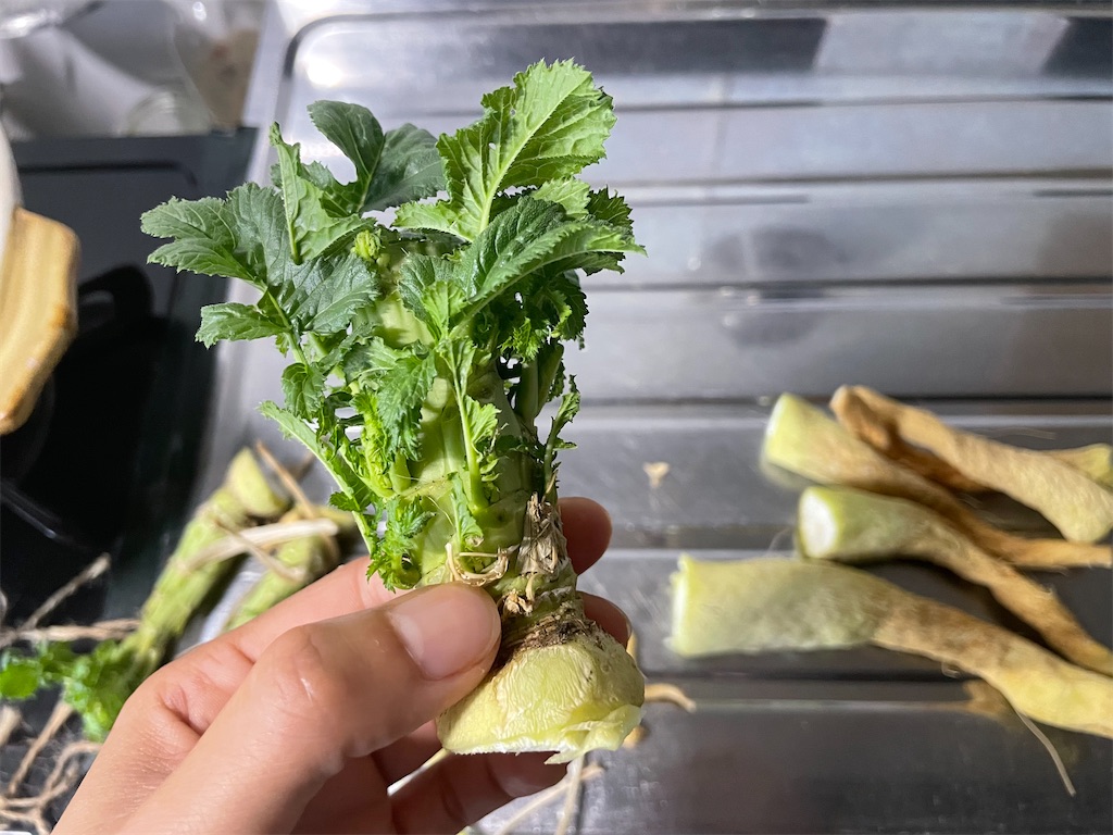 f:id:mimeca:20240609064029j:image