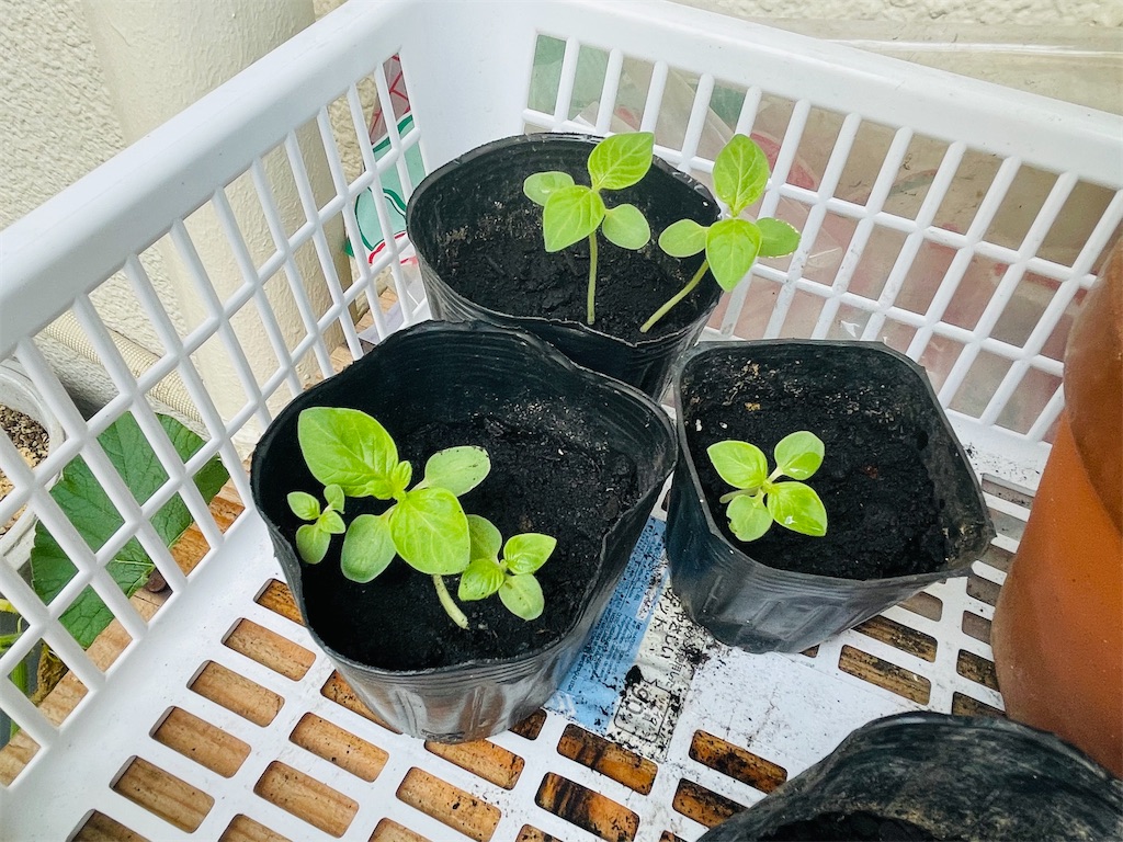 f:id:mimeca:20240613122633j:image