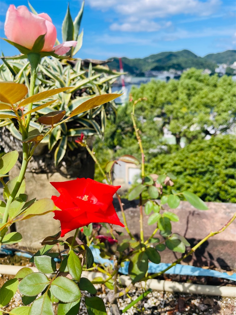 f:id:mimeca:20250919221207j:image
