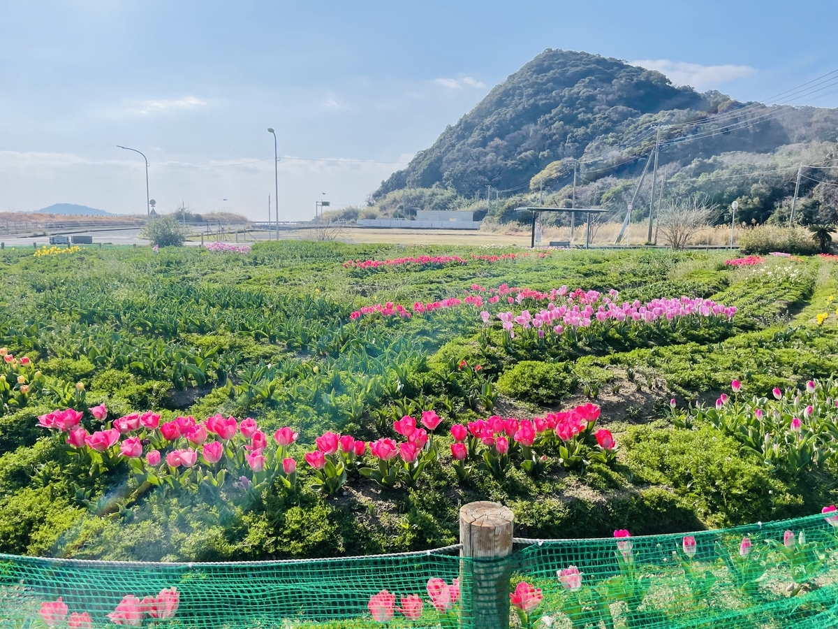 香焼チューリップまつり 2026】桜の前に今年も必見！長崎穴場の花