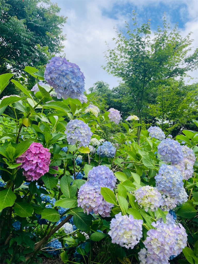 f:id:mimeca:20260603155145j:image