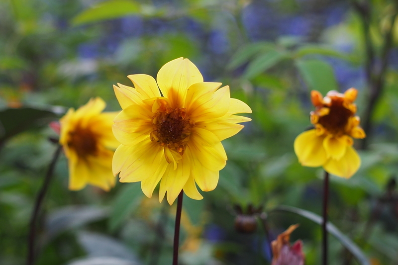 港の見える丘公園 10月に咲く花 - お散歩日和
