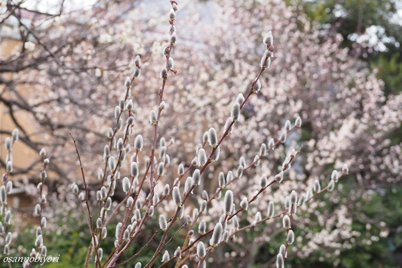 寒くても春はやって来る - お散歩日和