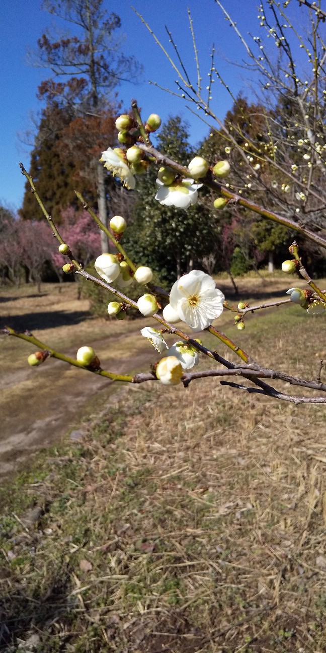 f:id:mimi32222:20210201170809j:plain