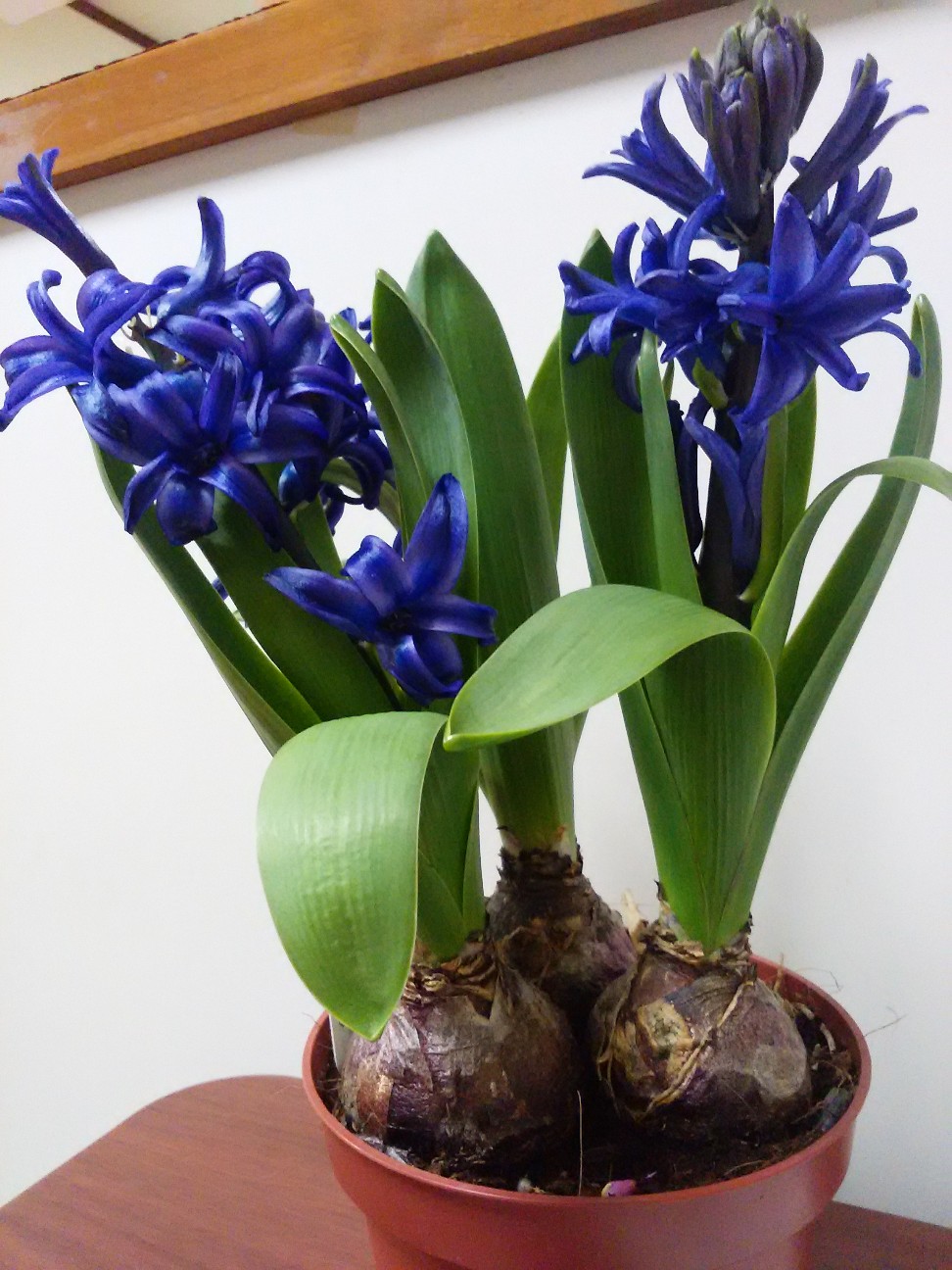 f:id:mimi32222:20210204210826j:plain