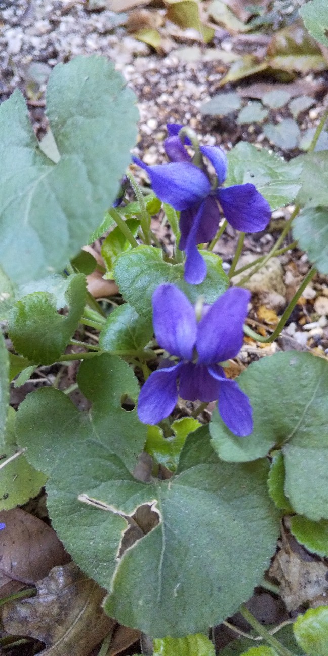 f:id:mimi32222:20210228163644j:plain