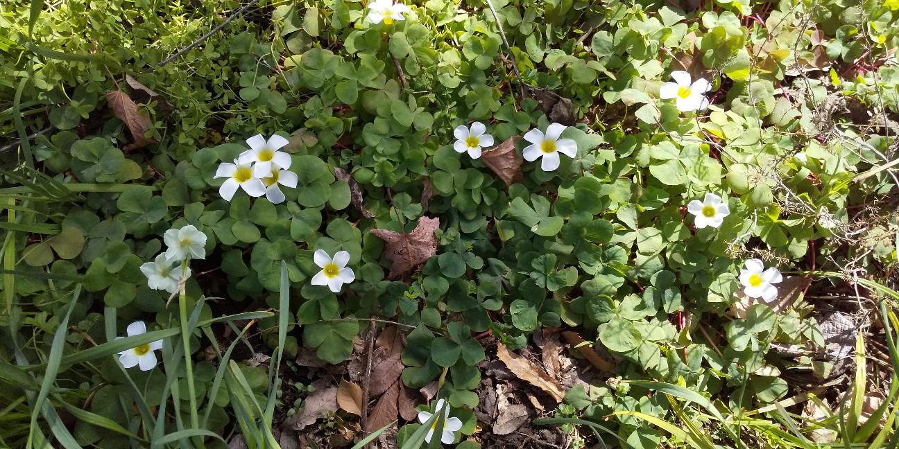 f:id:mimi32222:20210228163847j:plain