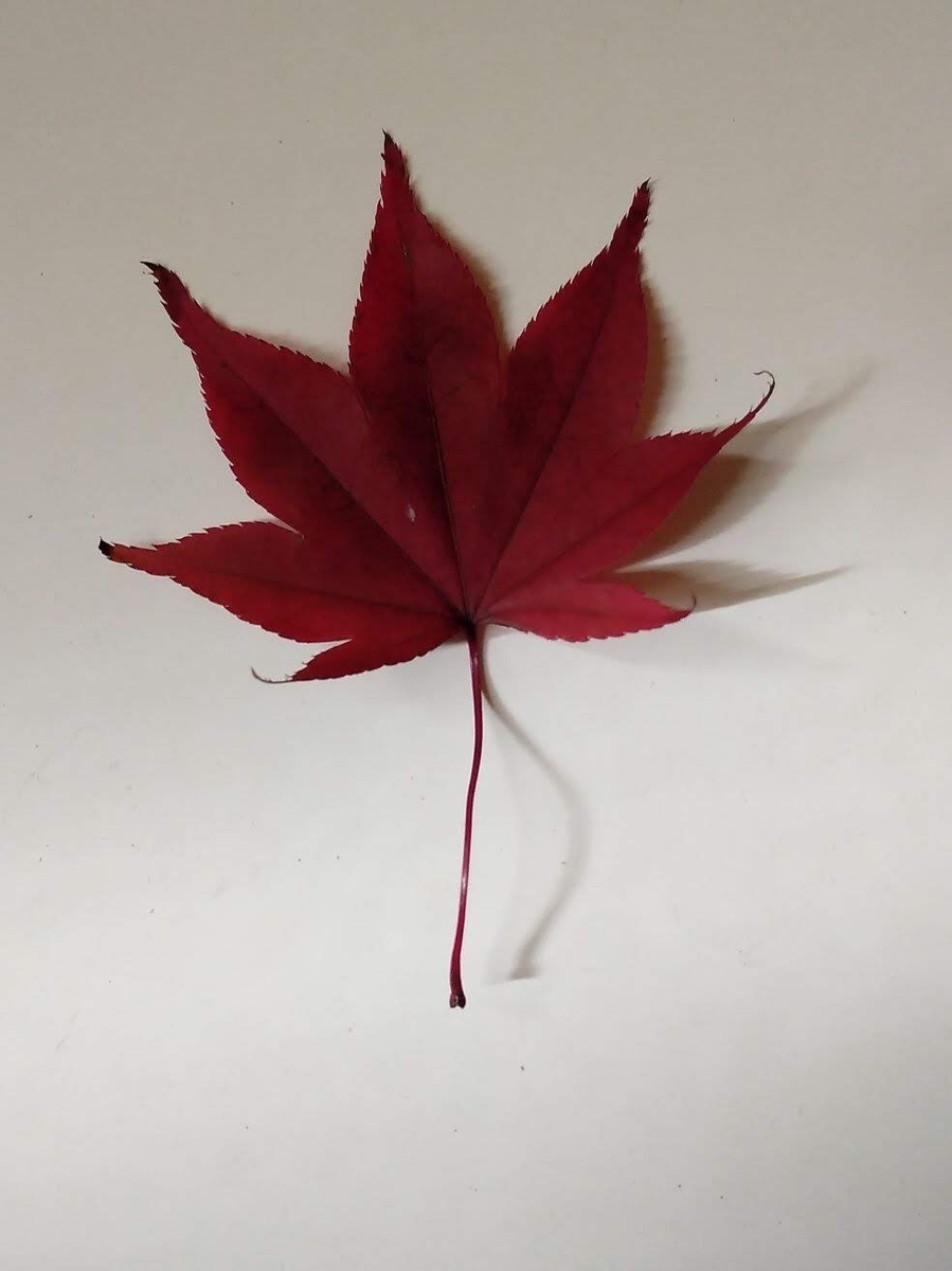 f:id:mimi7tan:20191106000730j:plain f:id:mimi7tan:20191106000730j:plain