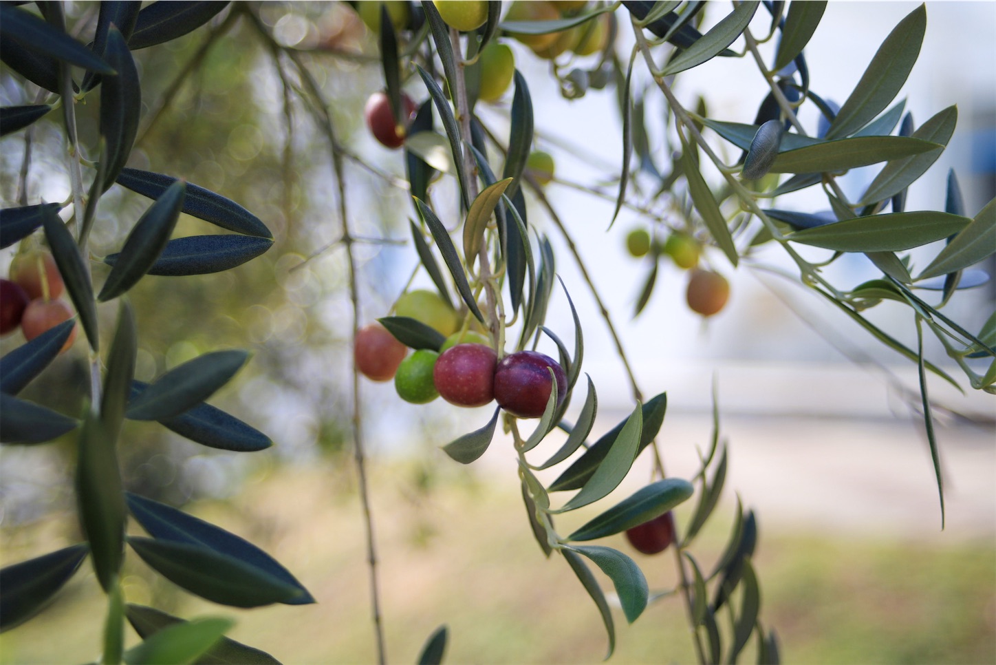 f:id:mimicolor:20201114105720j:plain f:id:mimicolor:20201114105720j:plain