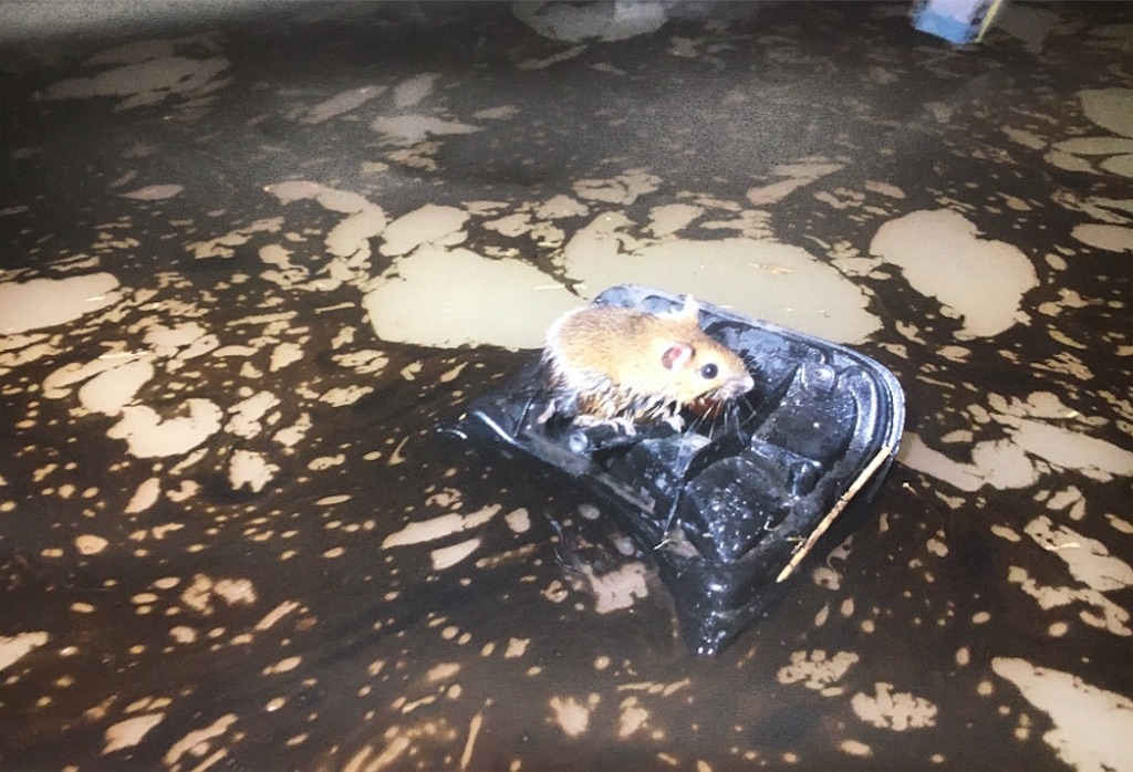 f:id:mimigah:20210818213048j:image f:id:mimigah:20210818213048j:image