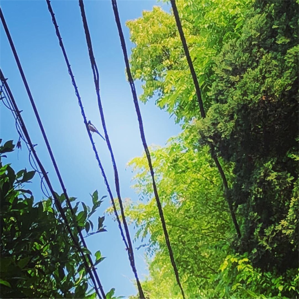 f:id:mimikirigirisu:20190502135724j:image f:id:mimikirigirisu:20190502135724j:image