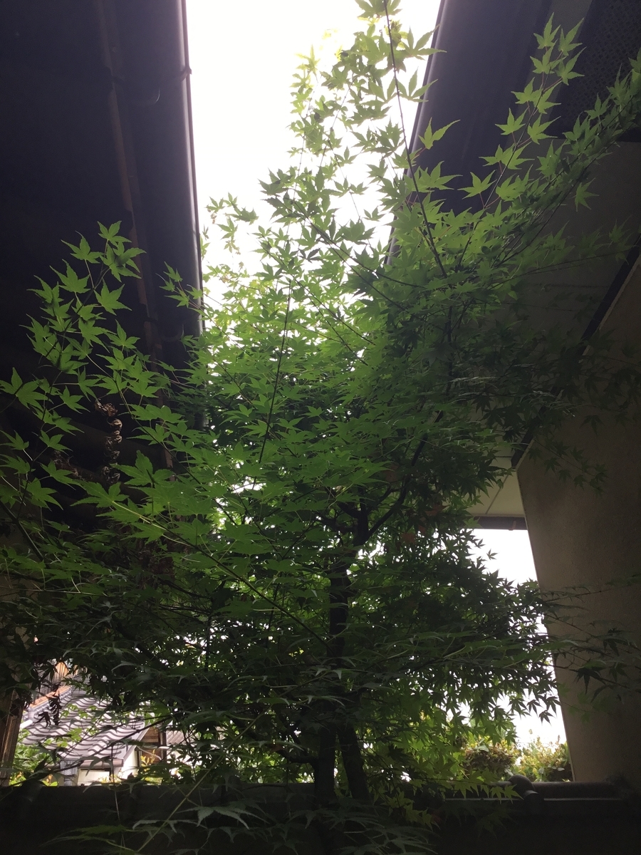 f:id:mimikobito:20210712180532j:plain