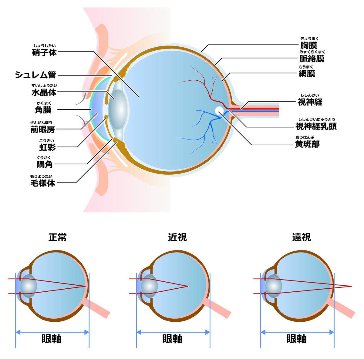 f:id:mimikobito:20210823134007j:plain