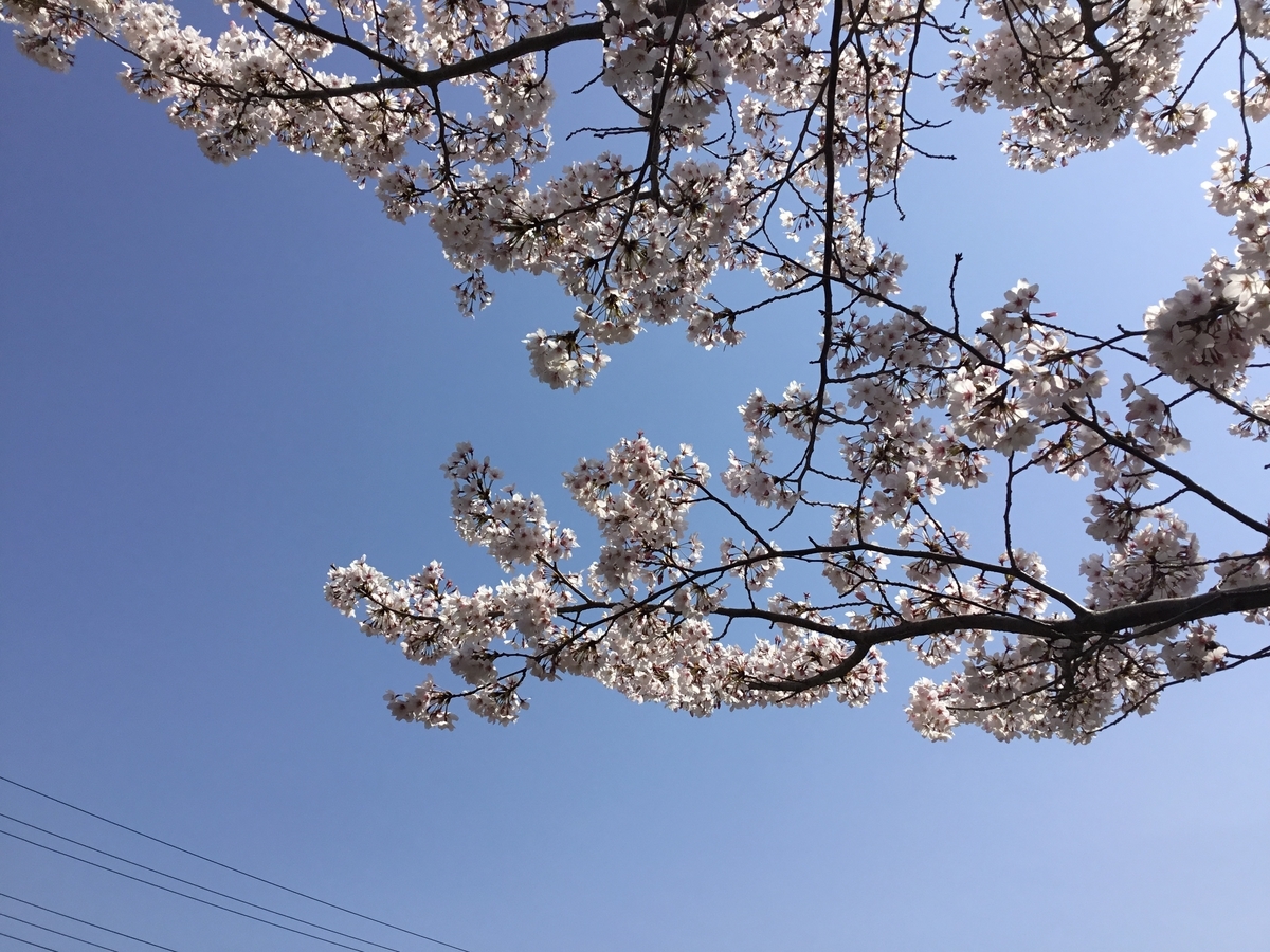 f:id:mimikobito:20220407202624j:plain