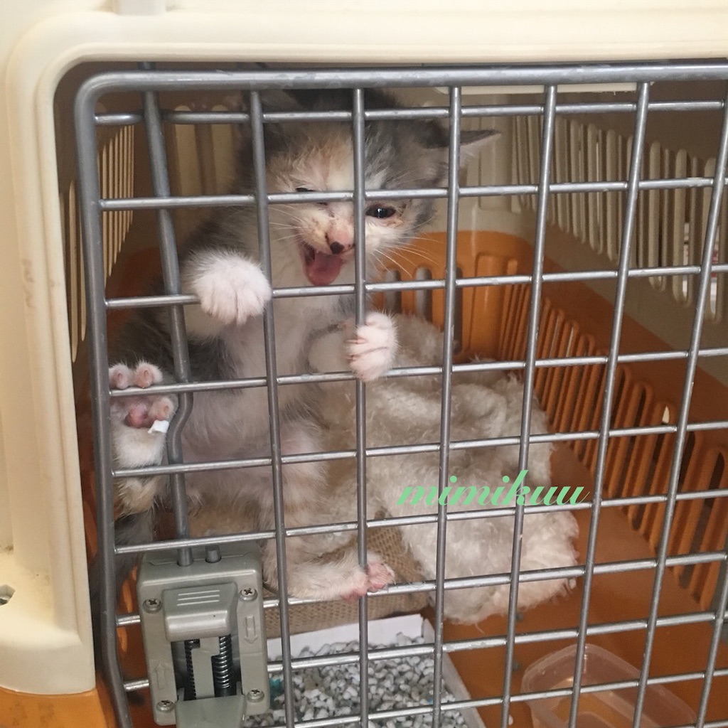f:id:mimikuucat:20211026172917j:image f:id:mimikuucat:20211026172917j:image