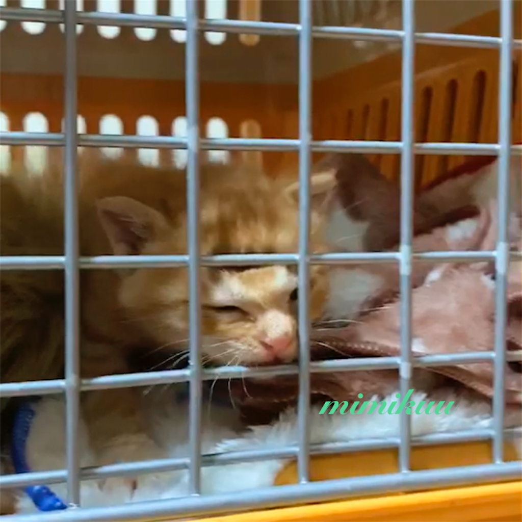 f:id:mimikuucat:20211026191727p:image f:id:mimikuucat:20211026191727p:image