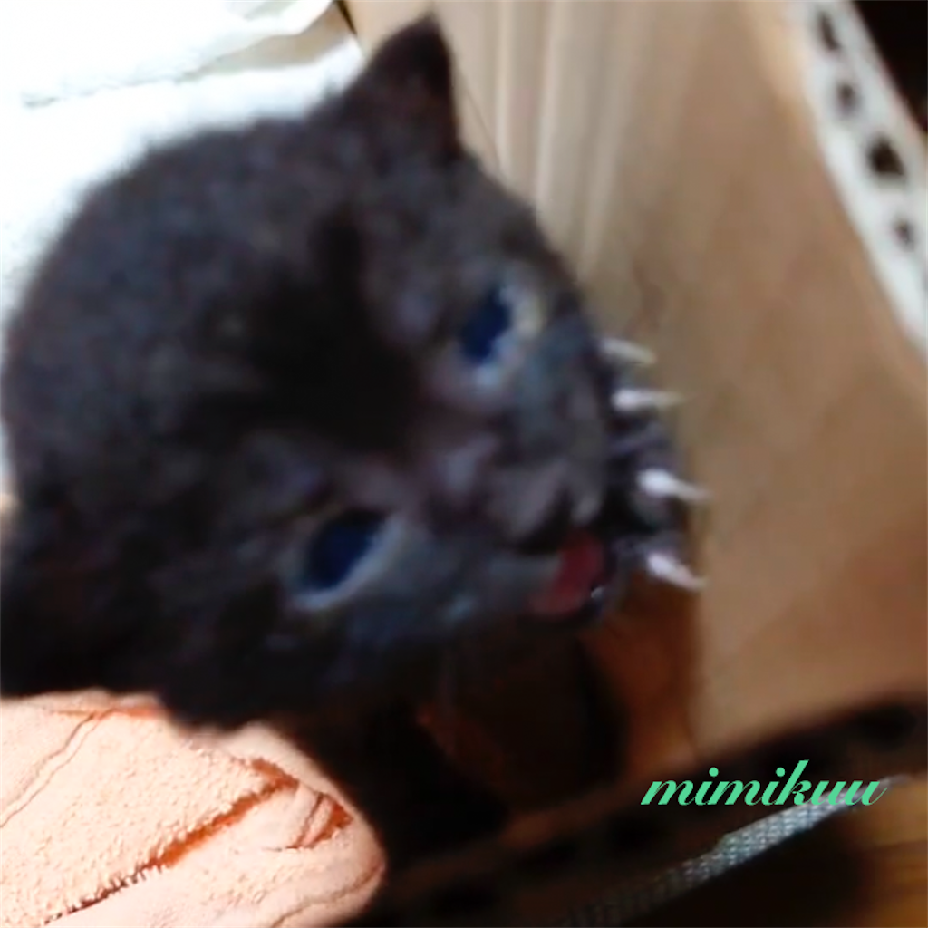 f:id:mimikuucat:20211028093030p:image f:id:mimikuucat:20211028093030p:image