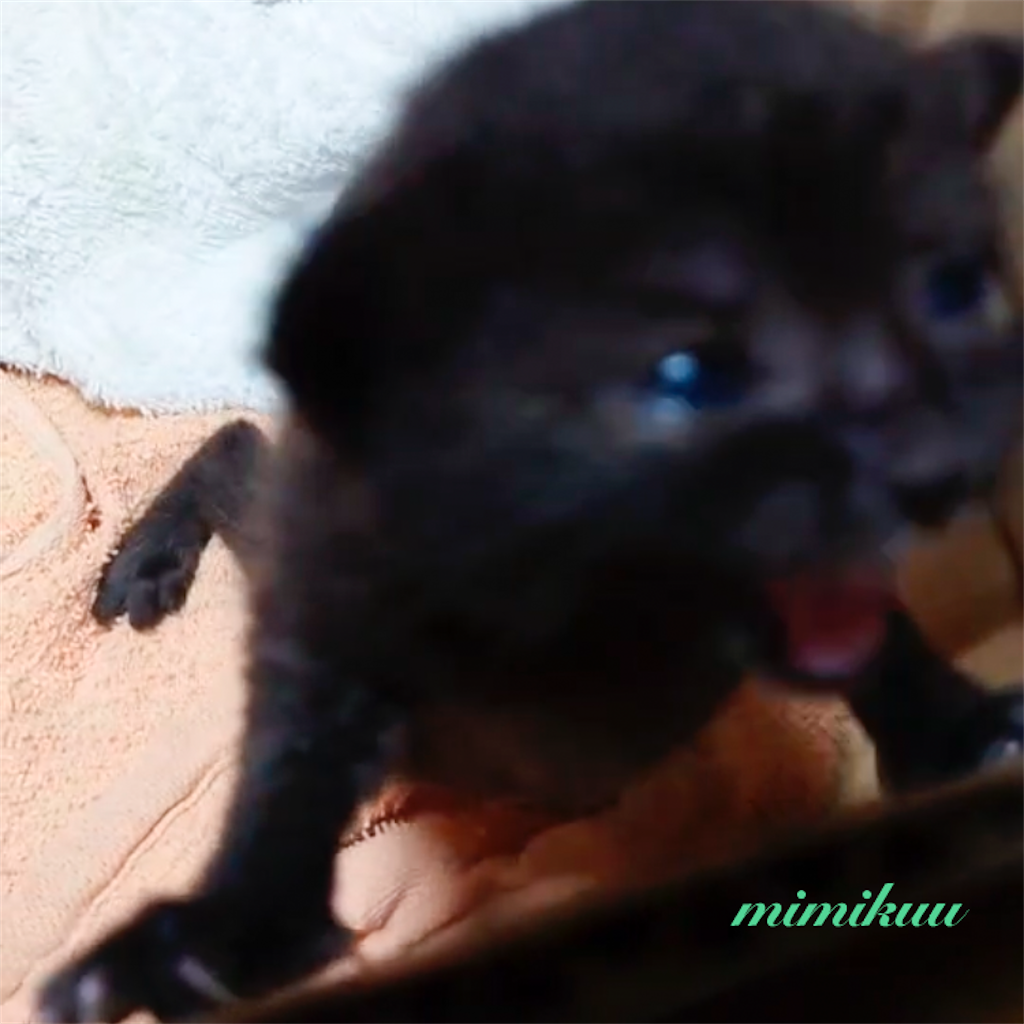 f:id:mimikuucat:20211028093051p:image f:id:mimikuucat:20211028093051p:image