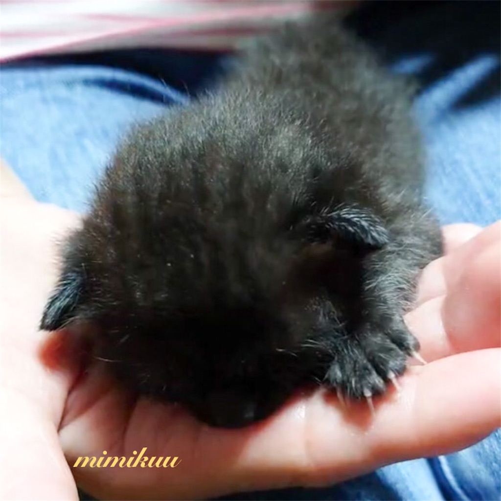 f:id:mimikuucat:20211101173457j:image f:id:mimikuucat:20211101173457j:image
