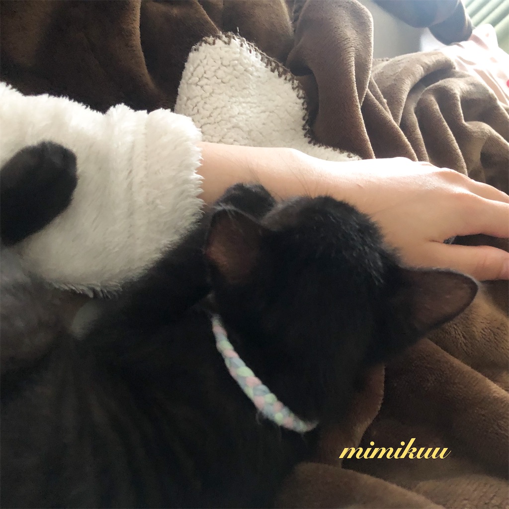 f:id:mimikuucat:20211101173545j:image f:id:mimikuucat:20211101173545j:image