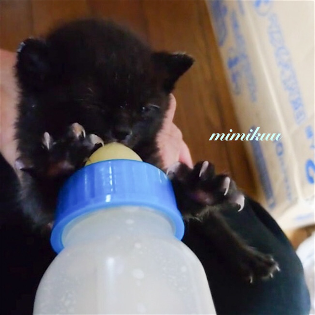 f:id:mimikuucat:20211107151137j:image f:id:mimikuucat:20211107151137j:image