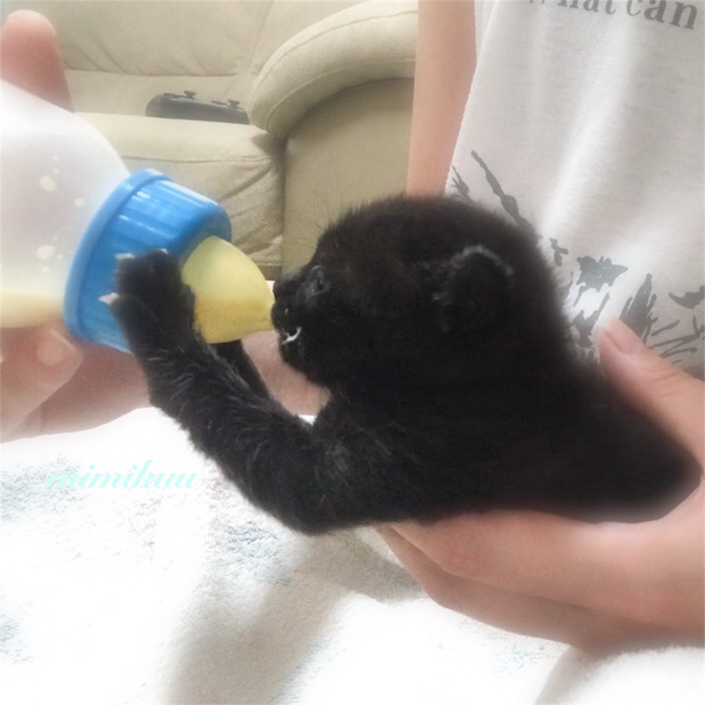 f:id:mimikuucat:20211107151337j:image f:id:mimikuucat:20211107151337j:image