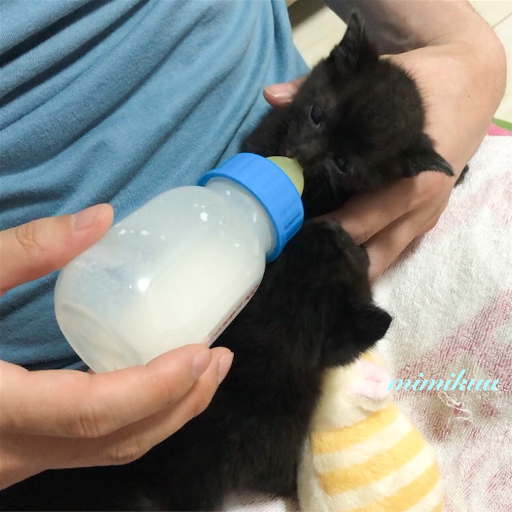 f:id:mimikuucat:20211107151721j:image f:id:mimikuucat:20211107151721j:image