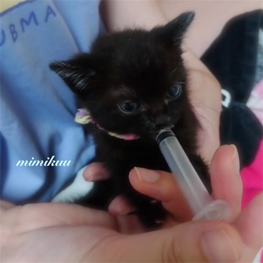 f:id:mimikuucat:20211107152659j:image f:id:mimikuucat:20211107152659j:image